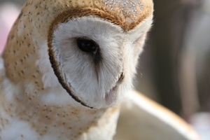 lsnc barn owl.jpg